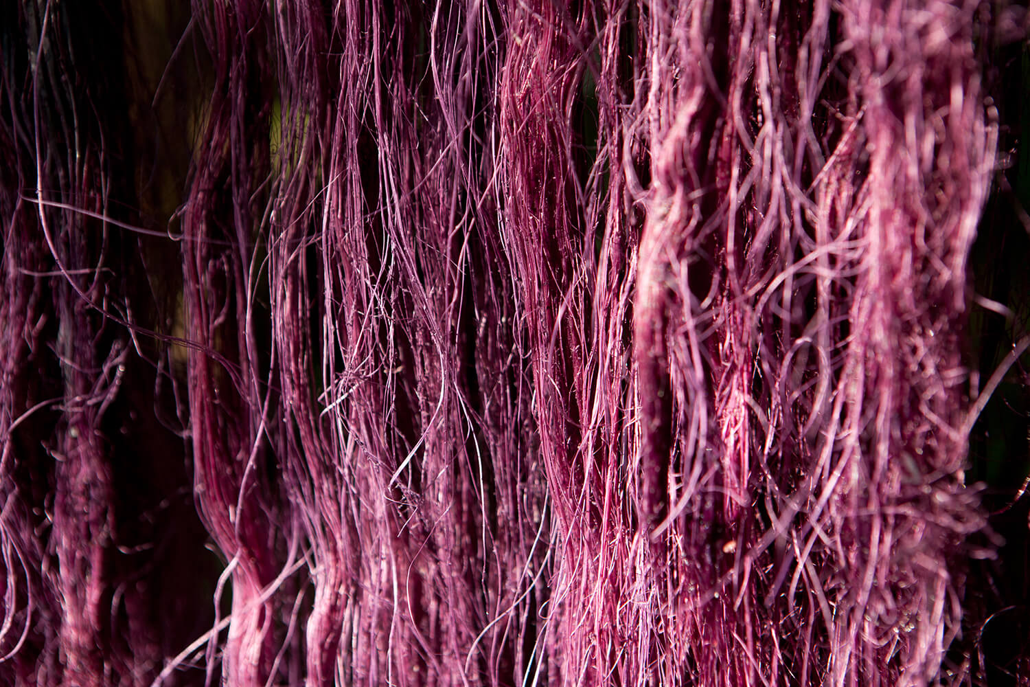 HUITILLO 52_galeria60 _MG_5155.jpg